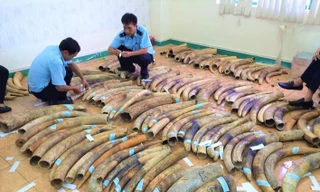 Tang vật ngà voi bị tịch thu tại Đà Nẵng Ảnh: Viện Sinh thái và Tài nguyên sinh vật
