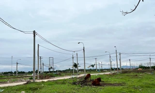 Đất đấu giá thuộc xã Nguyên Khê, huyện Đông Anh bỏ hoang nhiều năm 