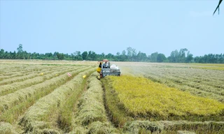 Thu hoạch lúa ở Hậu Giang ẢNH: CẢNH KỲ 