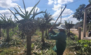 Ông Đoàn Quốc Dũng quyết định chặt bỏ vườn thanh long
