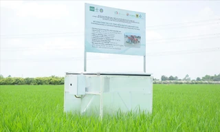 Mô hình canh tác lúa giảm phát thải tại quận Thốt Nốt, TP Cần ThơẢNH: CẢNH KỲ