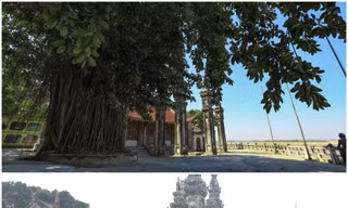 Cây đa trước cổng đình Chèm bị chặt hạ khi chưa có ý kiến của cơ quan chuyên môn, cơ quan quản lý Ảnh: KỲ SƠN 