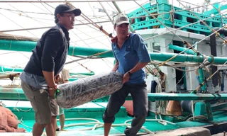 Chuyến đi xuyên Tết chở ‘lộc biển’ về bờ