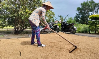 Vụ bất thường đấu thầu mua lúa giống, phân bón: Công an tiếp nhận hồ sơ