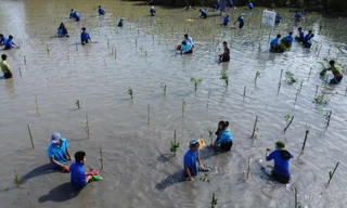 Thanh niên Cà Mau trồng 120.000 cây xanh chắn sóng