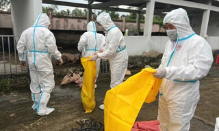 Bạc Liêu lý giải việc 'mất 50 con heo' bị bệnh khi đưa đi tiêu huỷ