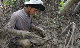 Lội bùn săn chem chép kiếm nửa triệu mỗi ngày