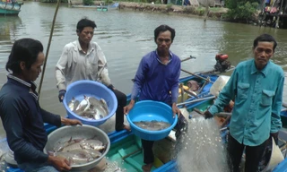 Người dân 'vùng đất cuối trời' săn cá vồ chó, thu tiền triệu mỗi ngày