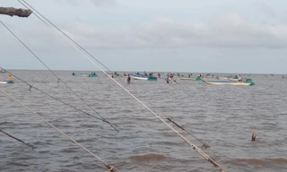 Ồ ạt khai thác nghêu giống trái phép ở Vườn quốc gia Mũi Cà Mau