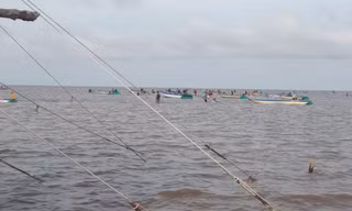 Ồ ạt khai thác nghêu giống trái phép ở Vườn quốc gia Mũi Cà Mau