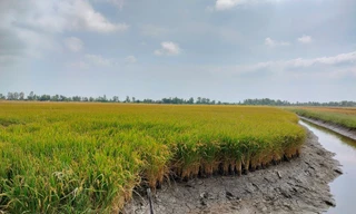 Tạm đình chỉ điều tra vụ bất thường trong đấu thầu tại Cà Mau