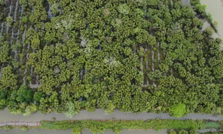 Sắp khôi phục vườn chim nổi tiếng bị 'lãng quên' ở Cà Mau 