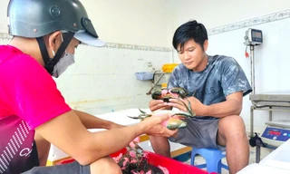 Cua Cà Mau hơn 1,1 triệu đồng/kg ngày Tết