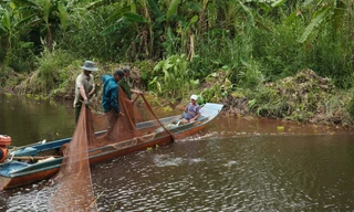 Du khách thích thú bắt cá đồng, đi cầu khỉ rừng U Minh Hạ