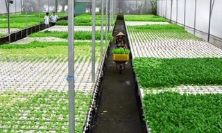 Bỏ ghế giám đốc về trồng rau, kiếm 80 triệu đồng/tháng