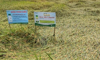 Nhiều diện tích lúa ở Bạc Liêu ngã đổ do mưa bão, nông dân lo thất thu