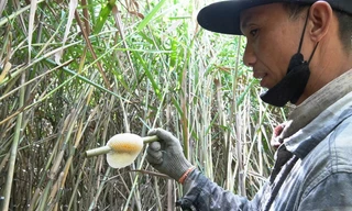 Theo chân thợ săn mật ong ruồi, thu tiền triệu mỗi lít