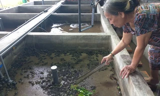 'Cua mít' lên sàn thương mại điện tử giúp nông dân thoát nghèo