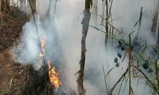 Cháy rừng ở Cà Mau