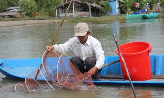 Lý do giá cá kèo bất ngờ tăng mạnh