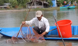 Lý do giá cá kèo bất ngờ tăng mạnh