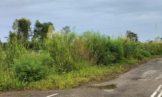 Công ty Công Minh thực hiện gói thầu cây xanh 12 tỷ đồng ở Bạc Liêu