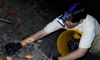 Trải nghiệm khó tả: Nửa đêm vào rừng chong đèn, lội bùn, bắt ba khía 