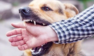 Chủ quán thịt chó ở Cà Mau tử vong vì bệnh dại