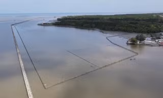 Tự ý bao chiếm đất rừng phòng hộ nuôi sò huyết ở Cà Mau