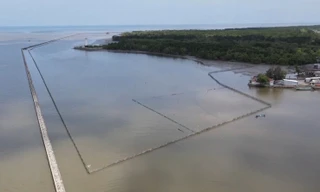 Tự ý bao chiếm đất rừng phòng hộ nuôi sò huyết ở Cà Mau