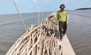 Tin mới vụ bao chiếm đất rừng phòng hộ để nuôi sò huyết ở Cà Mau