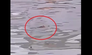 Cá sấu xuất hiện trên kênh Phụng Hiệp