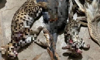 Lên Facebook khoe ‘chiến tích’ săn bắt động vật