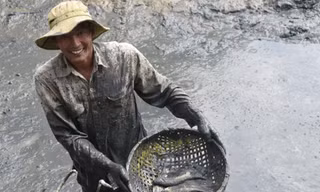 Rộn ràng tát đìa bắt cá đồng ăn Tết ở miền Tây