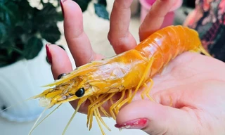 Nông dân ở Cà Mau phát hiện con tôm sú vàng độc lạ