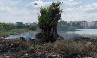 Phó trưởng Phòng Kinh tế TP. Cà Mau chỉ đạo đốt rác cháy cây cảnh: Chủ cây đòi bồi thường 150 triệu
