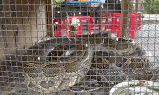 Người dân giao trăn đất dài 3 mét, nặng 67kg cho kiểm lâm thả về tự nhiên