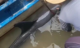 Giải cứu cá heo bị chĩa sắt đâm, lạc vào thành phố Cà Mau