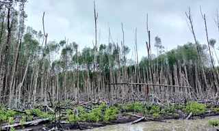 Gần 30ha trong dự án trồng rừng ngập mặn tại Cà Mau bị chết