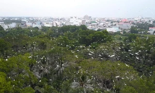 'Đột nhập' vườn chim có vị trí đặc biệt nhất Việt Nam 