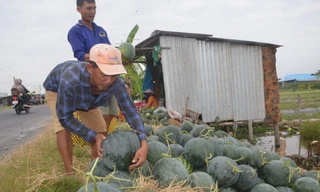 Cảnh nhộn nhịp thu hoạch dưa hấu ngày cận Tết ở Bạc Liêu 