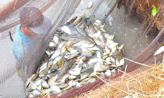 Độc lạ Cà Mau: 'Vần công' chụp đìa thu hoạch cá, tôm