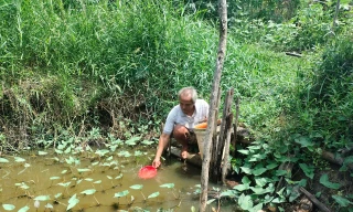 Nhiều hộ dân ở U Minh phải dùng nước ao sinh hoạt