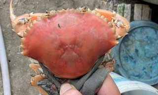 Bắt được cua còn sống có màu cam 'độc lạ' như đã luộc chín