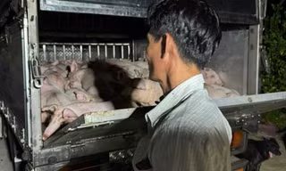 Phát hiện xe chở 120 con heo không giấy kiểm dịch