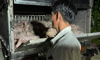 Phát hiện xe chở 120 con heo không giấy kiểm dịch