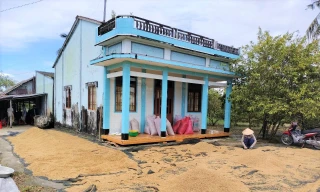 Lý do hàng nghìn tấn lúa Việt Nam ngon nhất thế giới bị 'om' trong mưa nắng