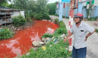 Nước kênh bỗng chuyển sang màu đỏ lạ thường ở Cà Mau