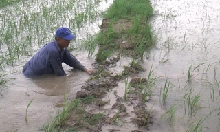 Hơn 4.600ha lúa ở Cà Mau bị ngập do mưa lớn