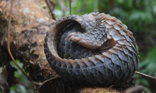 Chiêm ngưỡng động, thực vật quý hiếm ở Vườn quốc gia U Minh Hạ